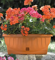 Балконный ящик НАТУРА 50см с поддоном терра 30204 (BAMA)