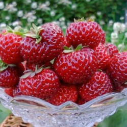 Земляника садовая Мизе (Кити) Шиндлер (Р9) П.