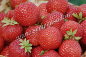 Земляника садовая Вима Кимберли (Р9) (Поиск)