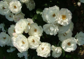 Роза почвопокр. Вайт Фэйри (белый) Поиск