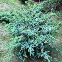 Можжевельник китайский Блю Альпс (40/50, с5)