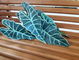 Алоказия Н60см ВК-238