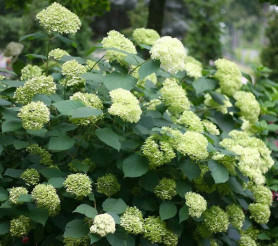 Гортензия древовидная Лайм Рики (40/60, с7,5/10)