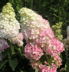 Гортензия метельчатая Фрайз Мельба (40/60, с15)