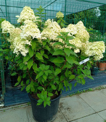 Гортензия метельчатая Лаймлайт (80/100, с45) (кфх)
