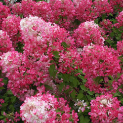 Гортензия метельчатая Даймонд Руж (30/50, с7,5) ЦС.