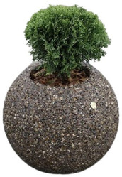 Вазон Олимпия