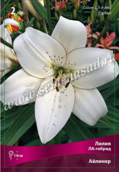 Лилия Айлинер (ла-гибр.) 14/16 (2шт./уп.)