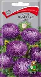 Астра Леди Корал Синяя