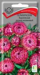 Гелихризум Королевский размер Малиновый однол. 0,1гр. (Поиск)
