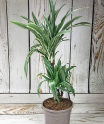 Драцена Варнески (D-17, Н-70) Dfl.