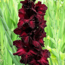 Гладиолус Блэк Джек 10/12 (10шт./уп.)