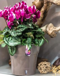 Кашпо Дали 2,1л шаде-белый