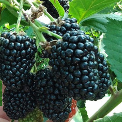 Ежевика Прайм Арк Тревелер Поиск