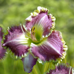 Лилейник гибр. Бестселлер (1шт./уп.) (Солн.сад)