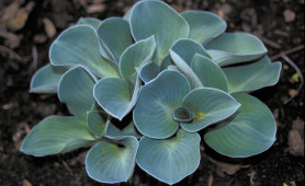 Хоста гибр. Канадиан Блу (1шт./уп.) (Солн.сад)