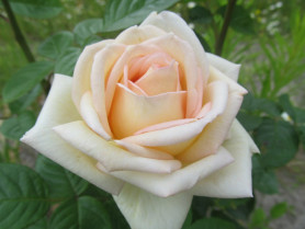 Роза ч/г Люксор Поиск