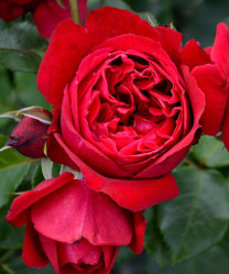 Роза парк. Рубан Руж Поиск