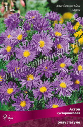Астра кустарн. Блау Лагуне (1шт./уп.) (Солн.сад)