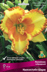 Лилейник гибр. Ирисистабл Шарм (1шт./уп.) (Солн.сад)