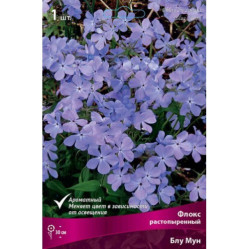 Флокс растопыренный Блу Мун (1шт./уп.)