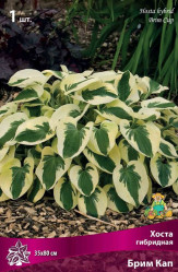 Хоста гибр. Брим Кап (1шт./уп.) (Солн.сад)
