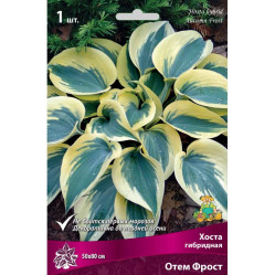 Хоста гибр. Отем Фрост (Солн.сад)