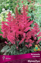 Астильба курчавая Мулен Руж (1шт./уп.) (Солн.сад)