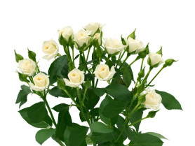 Букет Розы Н70см ВК-876