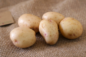 Картофель сем. Синеглазка (суперэлита) (2кг./уп.) новинка!