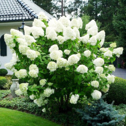Гортензия метельчатая Полар Бир (30/50, с7,5) ЦС