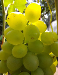 Виноград Супер-Экстра (Поиск)