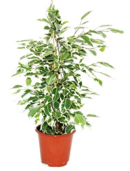 Фикус Бенджамина Микс (D12)