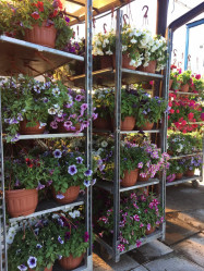 Кашпо цветущее Петуния / Сурфиния