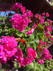 Кашпо цветущее Пеларгония плющелистная ЦС