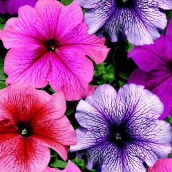 Петуния смесь