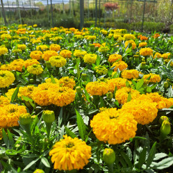 Бархатцы прямост. микс