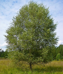Берёза пушистая (300/350, c40) ЦС
