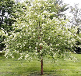 Черёмуха Маака (250/300, 8-10, c20/30) ЦС