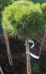 Сосна горная Гнездо (Pa 75/85, с5/10)