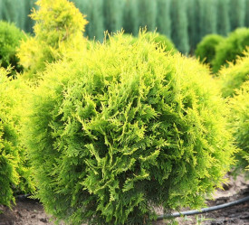 Туя западная Голден Глоб (30/40, c4)