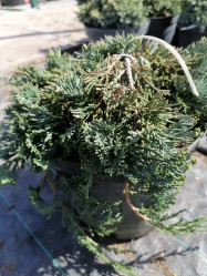 Можжевельник горизонтальный Вилтони (30/50, c5)