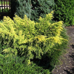 Можжевельник пфитзериана Кинг оф Спринг (40/60, с5)