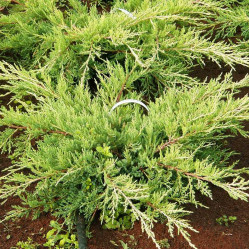 Можжевельник пфитзериана Пфитзериана Ауреа (40/60, с5)