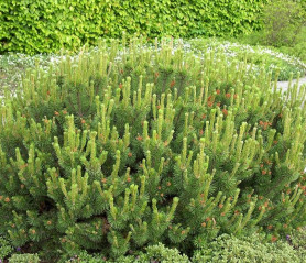 Сосна горная Мугус (30/40, с10)