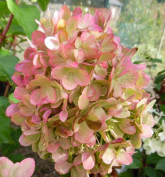 Гортензия метельчатая Пастель Грин (40/60, с15)