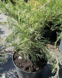 Можжевельник пфитзериана Минт Джулеп (35/45, с4)