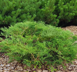 Можжевельник горизонтальный Андорра Компакт (20/30, c4)