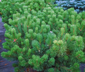 Сосна горная Мугус (60/80, c10) ЦС