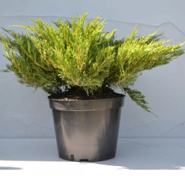 Можжевельник пфитзериана Пфитзериана Компакта (40/60, с10)